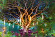 Banyan