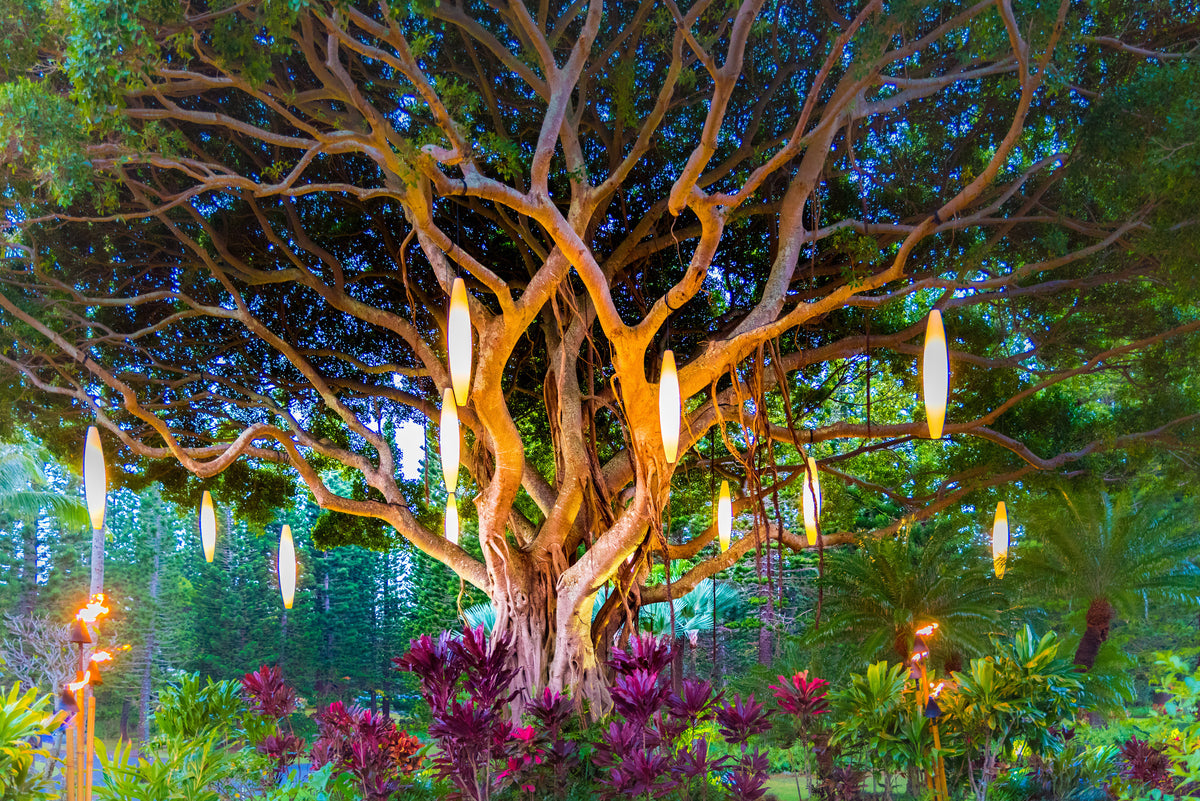 Banyan