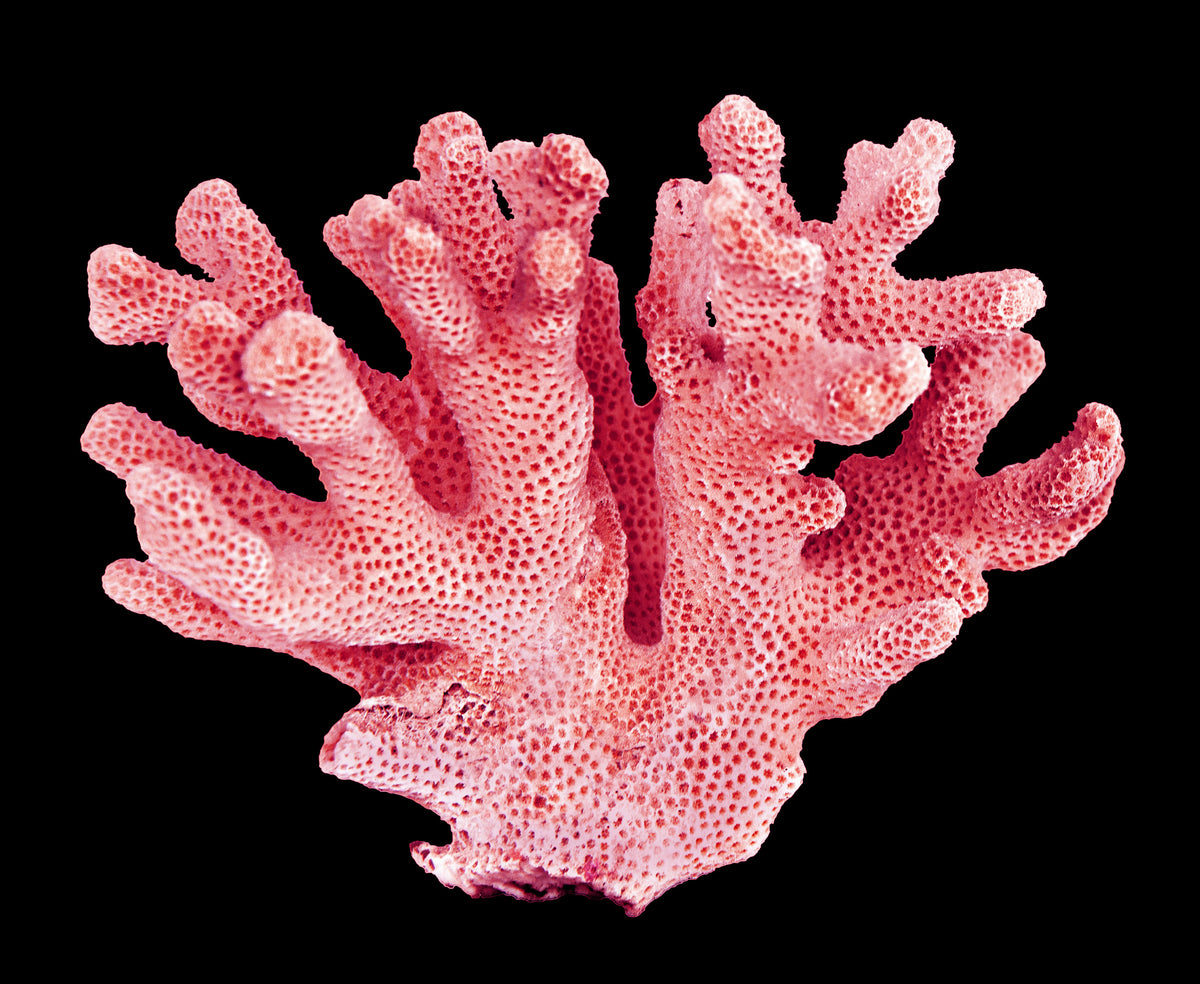 Pink Coral
