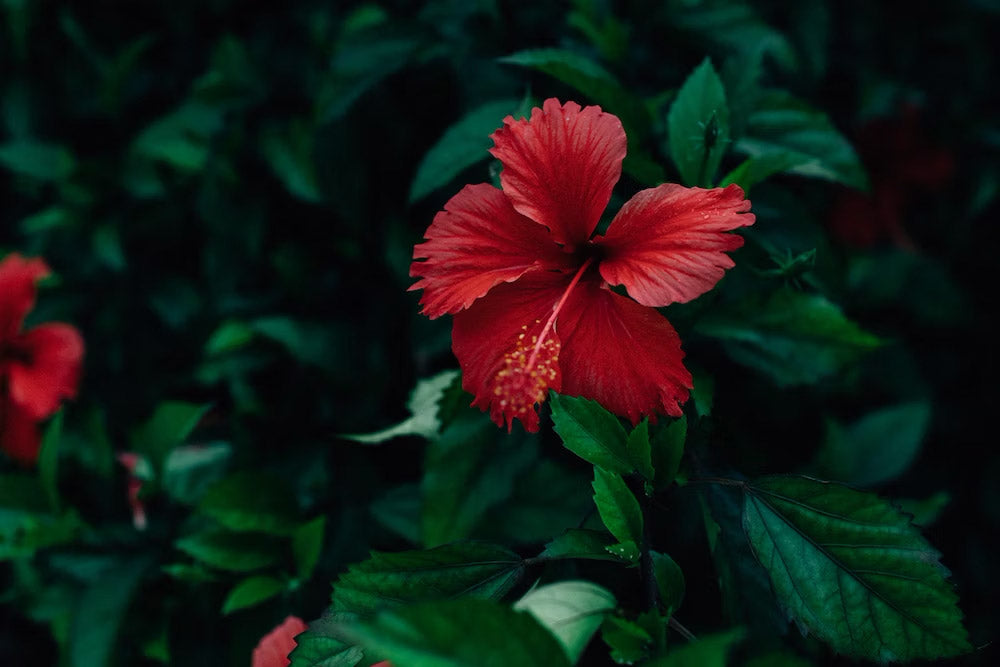 Red Hibiscus