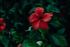 Red Hibiscus