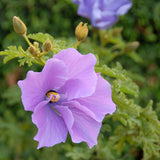 Violet Hibiscus