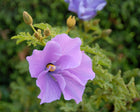 Violet Hibiscus