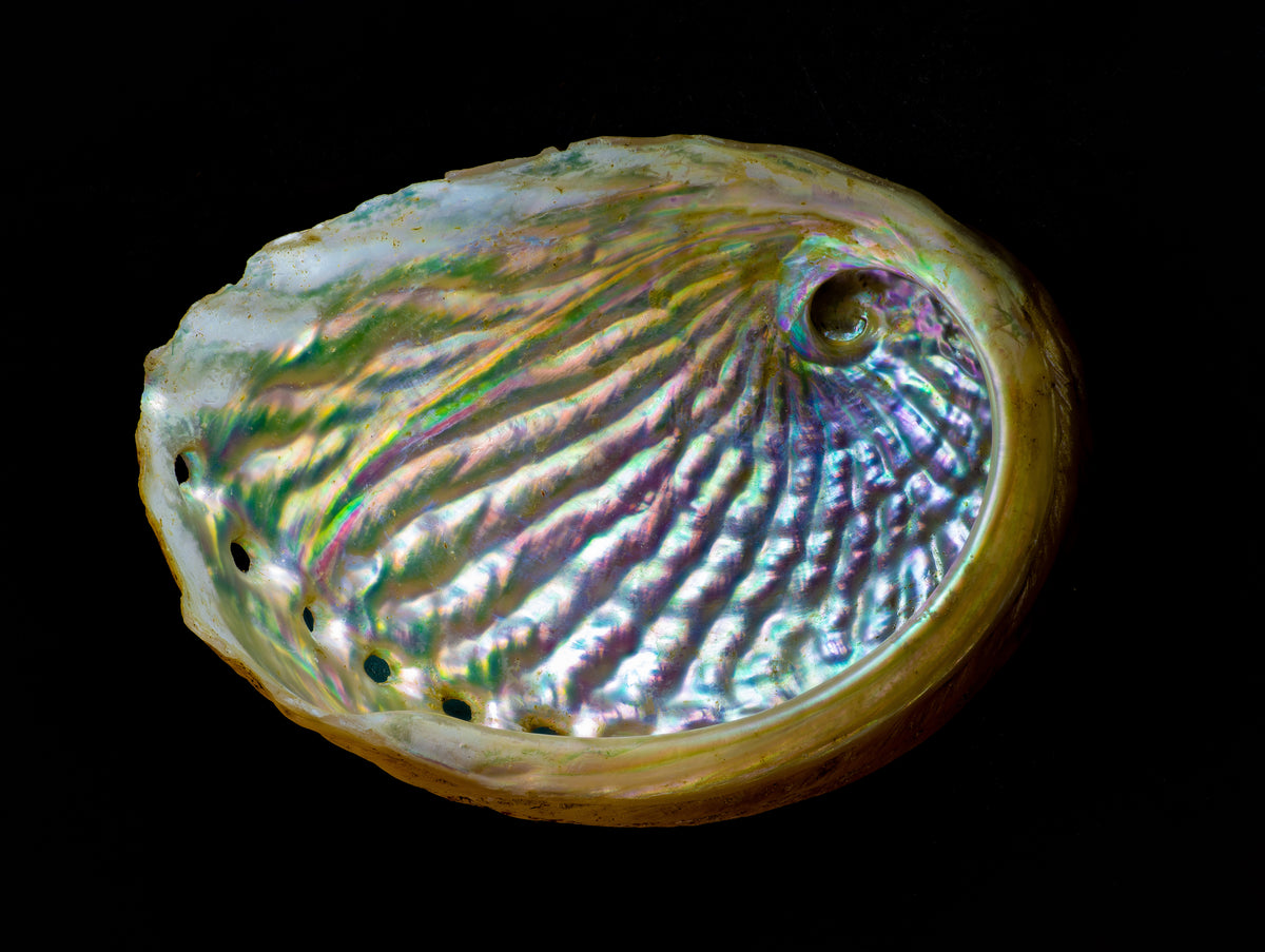 Iridescent sea shell interior on a black background, a material reference for the Queen Paua necklace