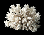 White branching coral specimen on a black backdrop, a material reference for White Coral