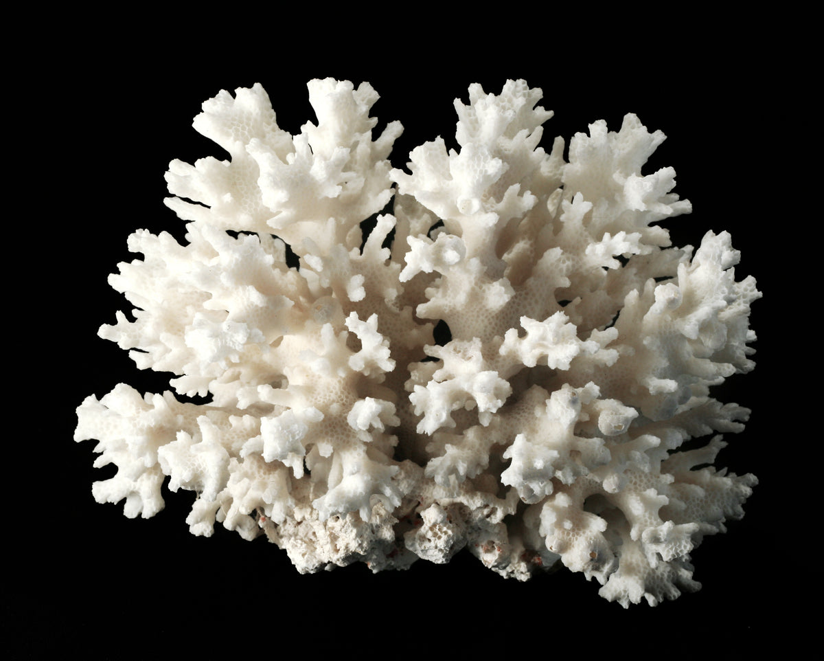 White branching coral specimen on a black backdrop, a material reference for White Coral