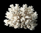 White branching coral specimen on a black backdrop, a material reference for White Coral